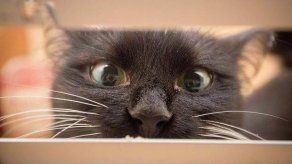 La gata británica que tiene aterrorizados a los carteros