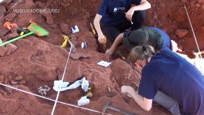 Descubren una nueva especie de dinosaurio muy raro en Brasil