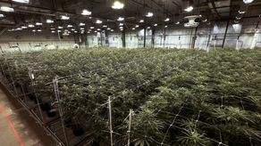 Cinco estados se pronunciaban sobre la cuestión.