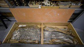 Museo exhibirá esqueleto humano de 6.500 años
