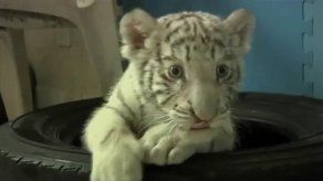 Nacen primeros tres tigres de Bengala en cautividad en zoológico de Asunción