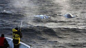 Sacrificarán ocho ballenas que se quedaron varadas en Nueva Zelanda