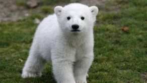 Oso polar en Berlín tendría que mudarse