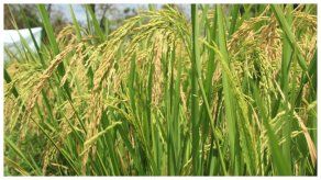 Cultivo del arroz en Panamá.
