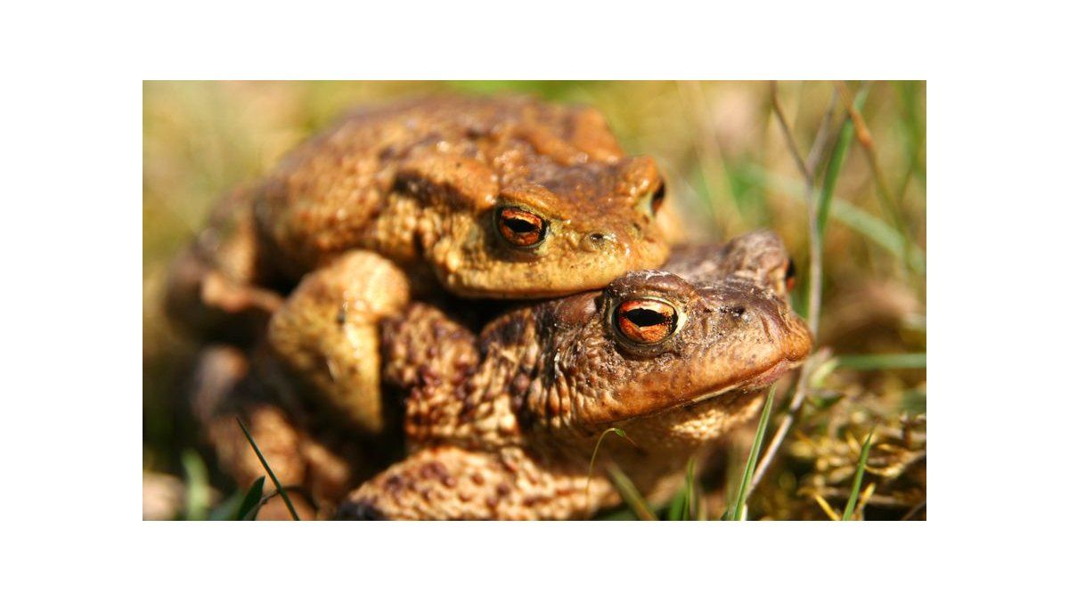 Se posterga en Bolivia el apareamiento de las ranas Romeo y Julieta
