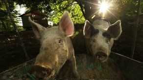 Granjero de Washington da marihuana a sus cerdos