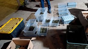 Rescatan en México 3.427 crías de tortuga que eran traficadas.