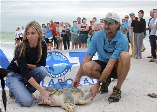 Liberan en Florida a tortuga varada alguna vez en Europa