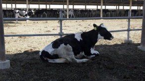 Detectan vaca infectada con encefalopatía bovina en California