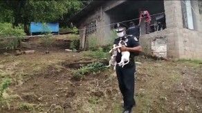 Rescatan a 5 perros en Colón tras denuncia de maltrato animal Rescatan a 5 perros en Colón tras denuncia de maltrato animal