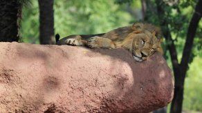 Muere una estadounidense en parque de leones en Sudáfrica