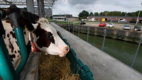 Las vacas viven en la planta superior. En la intermedia, la leche se transforma en quesos, yogur y mantequilla. La inferior está destinada a la maduración del queso.