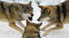 Lobos en Filandia en peligro de extinción por empobrecimiento genético