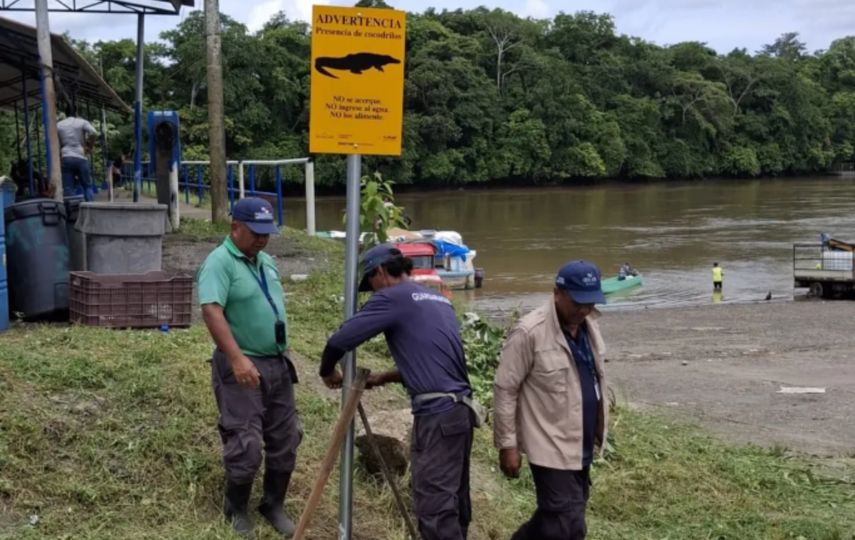 Aumentan los ataques de cocodrilos en Panamá