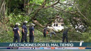 Enorme árbol cayó sobre varios autos en Ancón