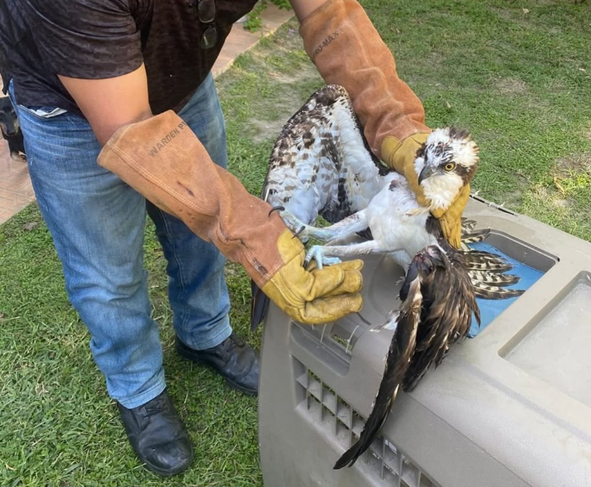 MiAmbiente rescata águila pescadora con fractura en Coclé