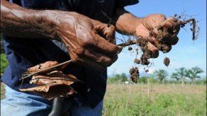Centroamérica cultiva cacao genéticamente mejorado