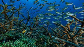 EEUU: Hombre se declara culpable de traficar coral a México