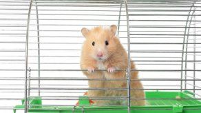 ¿Conoces estas 7 curiosidades sobre los hamster?