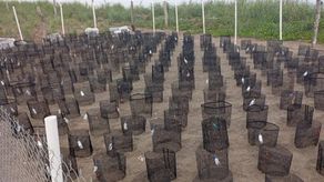 Más de 25 mil huevos de tortuga son reubicados.