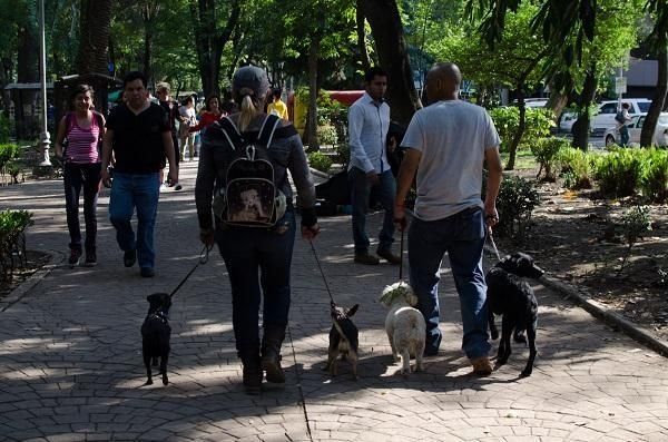 Policía investiga misterioso caso de mataperros en parque de México