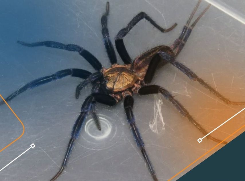 ¡Asombroso! Nueva especie de araña fue descubierta en Darién
