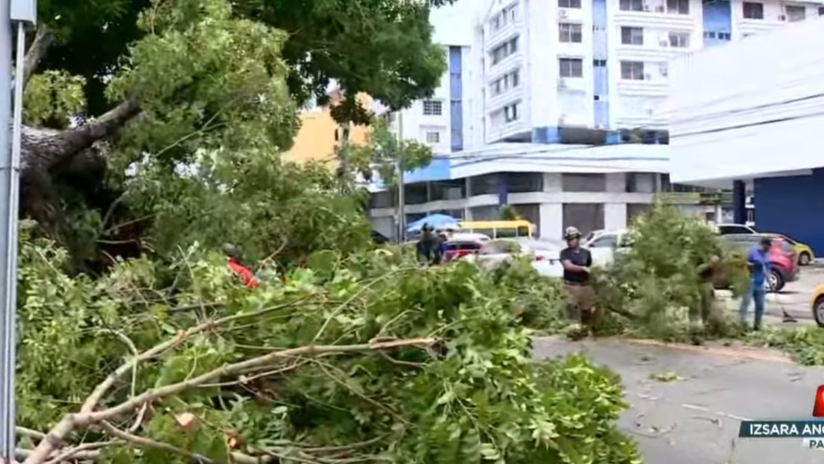 Caída de árbol paraliza el tráfico en Río Abajo. Caída de árbol paraliza el tráfico en Río Abajo.