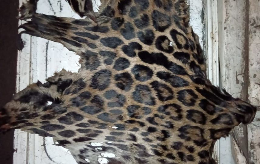 MiAmbiente encuentra piel de jaguar
