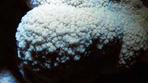 Descubren caverna continua más larga del mundo