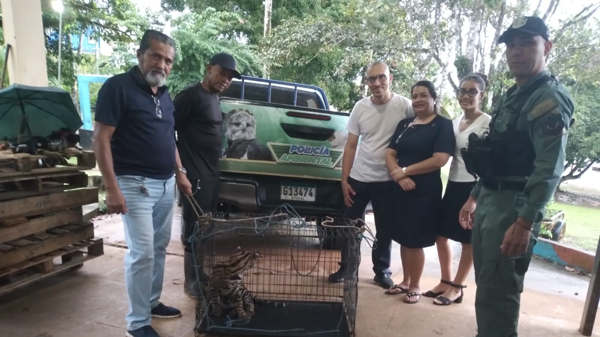 Rescatan a ocelote en campamento recreativo del Corredor de los Pobres. Rescatan a ocelote en campamento recreativo del Corredor de los Pobres.