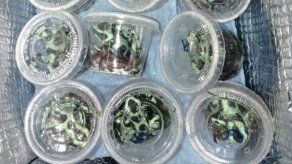 Los sujetos contaban con anfibios que fueron extraídos de la provincia de Coclé. Los sujetos contaban con anfibios que fueron extraídos de la provincia de Coclé.