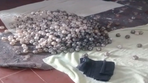 Decomisan 4 mil 500 huevos de tortuga en Los Santos Decomisan 4 mil 500 huevos de tortuga en Los Santos