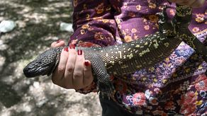 El lagarto se alimenta principalmente de huevos y pichones de aves.&nbsp;