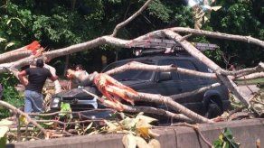Árbol cae sobre dos vehículos en el Corredor Norte