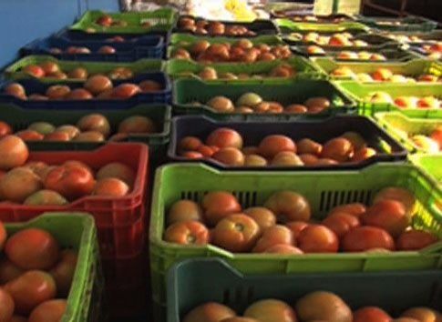 Aduanas decomisa 13 mil libras de tomate de contrabando