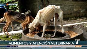 Señor Mario recibe alimentos y medicamentos para sus 18 perritos