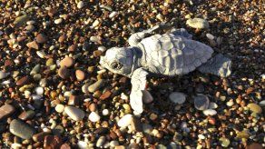 Trump modifica ley que protege a especies de la extinción