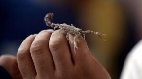 Minsa anuncia que sí hay suero antiescorpiónico para tratar estas picaduras en Herrera