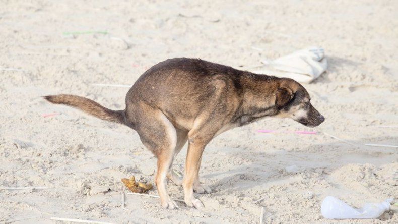 Ostende analizará el ADN de los excrementos caninos no recogidos en la calle