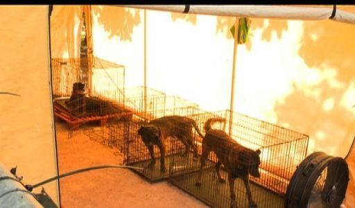 Investigan residencia con más de nueve perros en Cerro Viento