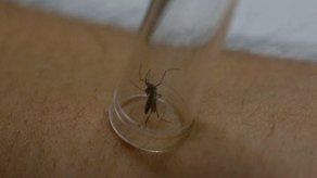 Reportan 178 casos de dengue en la Región Metropolitana de Salud