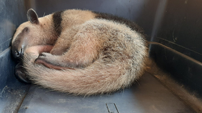 Oso hormiguero Oso hormiguero