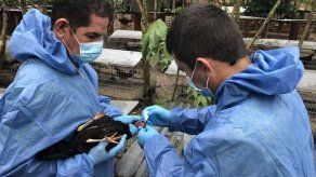 Emergencia sanitaria en departamento colombiano por virus aviar de Newcastle