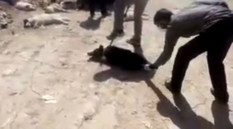 Protestas en Irán tras difusión de un video del sacrificio de unos perros