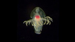Encuentran en aguas de Panamá ocho nuevas especies de foronídeos