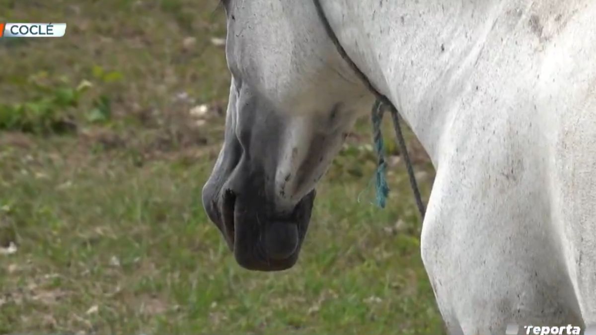 Asesinan a un joven en Río Hato y los responsables escapan a caballo.