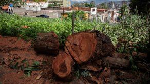 MEF aclara que no ha autorizado la tala de árboles corotú en Clayton