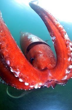 Calamar gigante causa sensación en un puerto de Japón