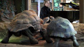 Música de Clayderman no logra acelerar apareamiento de tortugas