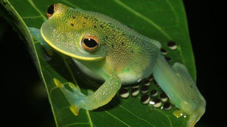 Por qué las ranas son verdes, Ciencia